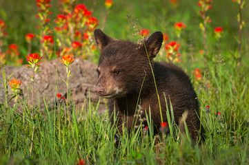 Black Bear Cub (Ursus americanus) Stands Looking Left in Wildflower Field Summer © hkuchera