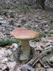 
edible mushrooms in a forest in the countryside in the Czech Republic