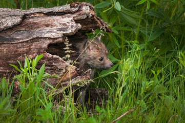 Red Fox (Vulpes vulpes) Kit Looks Out from Within End of Log Summer