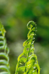 Macro photo of Fiddlehead fern
