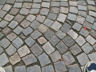 
edible mushrooms in a forest in the countryside in the Czech Republic