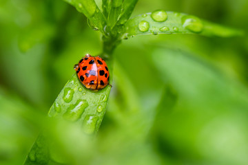 Macro photo of a ladybug on flower leafs on a raining day