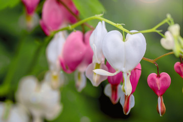 Pink and white bleeding heart flowers
