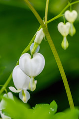 White bleeding heart flowers