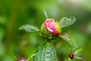 Macro closeup of a Peony bud about to bloom
