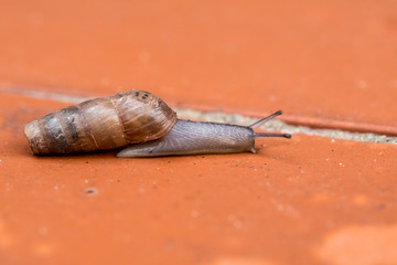 Rumina Decollata macro land snail carnivorous omnivore used for natural control of pests or species...