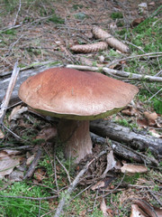 
edible mushrooms in a forest in the countryside in the Czech Republic