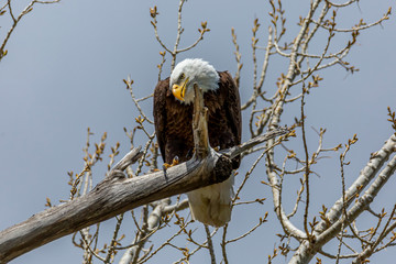 American bald eagle