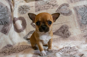 chihuahua puppy on a white background