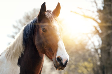 Portrait of a horse looking at the camera at sunset