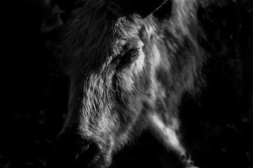 Amazing close-up of a yak in the dark. The picture was taken on a trip to Nepal.