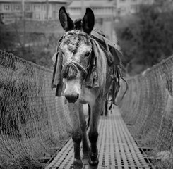 A close-up of a donkey on a bridge in Nepal. The picture was taken on a trip to Nepal.