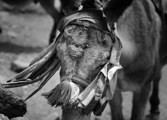 Obraz premium A close-up of a donkey in the streets of Nepal. The picture was taken on a trip to Nepal.
