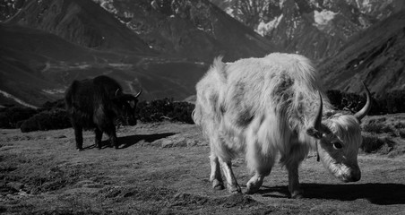 A cool photo of two yaks in the wild. The picture was taken on a trip to Nepal.