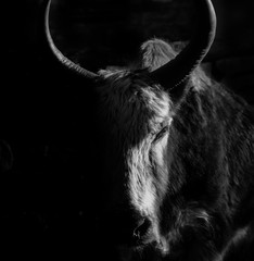 Beautiful close-up picture of a yak staring out int the dark. The picture was taken on a trip to Nepal.