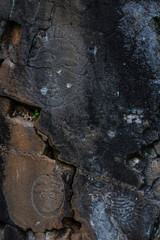 tree bark texture