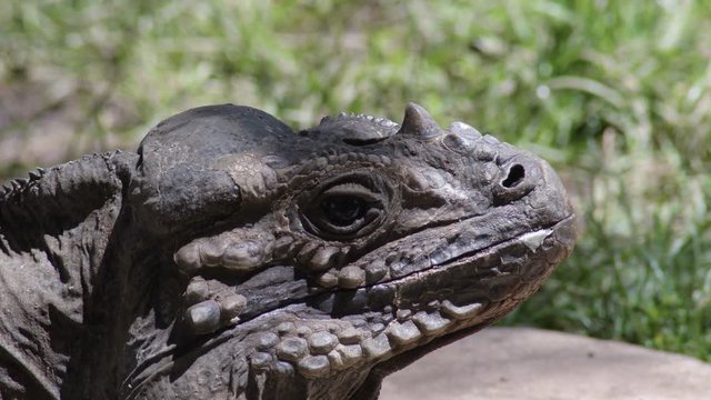Head of rhinoceros iguana in a zoo natural park - Cyclura cornuta