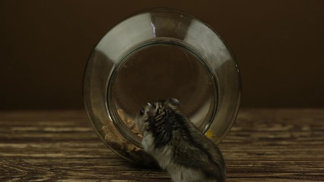 Closeup of a small funny miniature jungar hamster