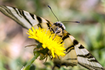 Butterfly sword (Iphiclides podalirius)