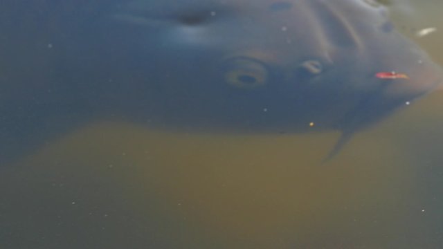 Japanese Koi Carp Opens his Mouth to Eat with a Dumb Face, 4K