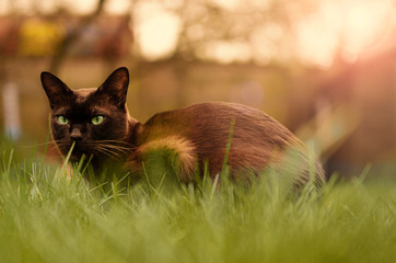 Naklejka na ściany i meble cat on the grass at sunset