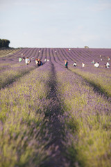 lavender field in provence