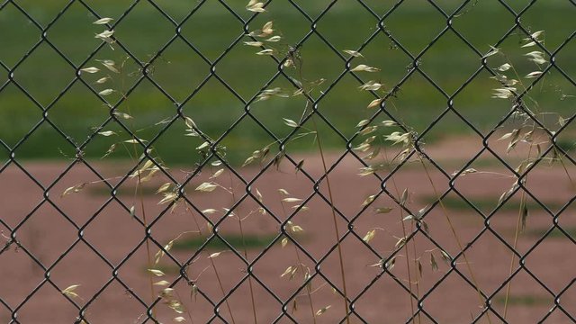 Close up of weeds on a fence of a baseball field