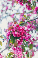Pink paradise apple blossom in garden, soft focus