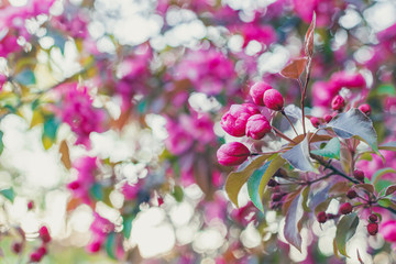 Pink paradise apple blossom in garden, soft focus