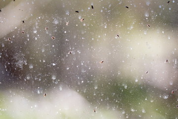 Black flies crawling on a dirty window. Spring pests in Ontario, Canada.