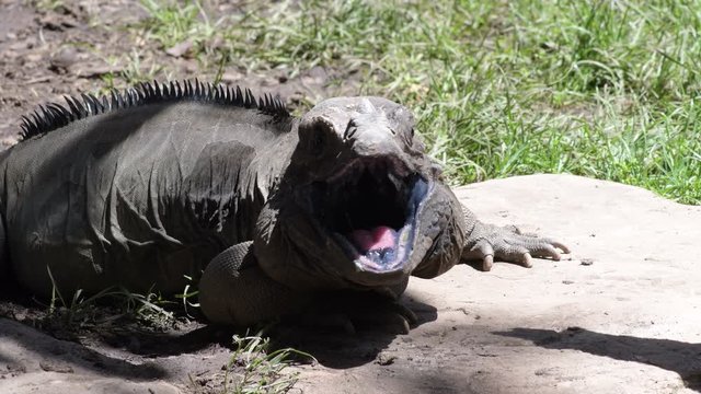 Rhinoceros iguana yawling in a zoo natural park - Cyclura cornuta