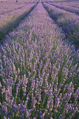 Fototapeta premium field of lavender