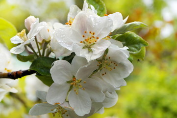 Beautiful blossom of an apple tree in spring. Apple flowers on a branch with raindrops, dew drops on a chic background