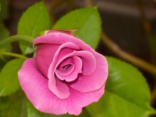 Pink flower 7