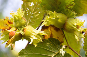 Ripe green hazelnut tree close up detail
