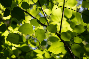 Fototapeta na wymiar Backlit leaves of a tree on a sunny morning