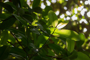 Backlit leaves of a tree on a sunny morning