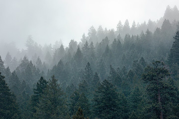 Fog in pine forest © Michael