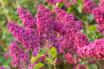 Blossoming lilac bush, in spring garden, selected focus