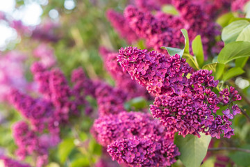 Blossoming lilac bush, in spring garden, selected focus