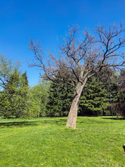 Spring view of South Park in city of Sofia