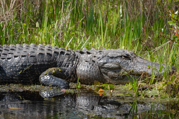 Gigantic American Alligator basking on canal at Okefenokee Wildlife Sanctuary in Georgia. 