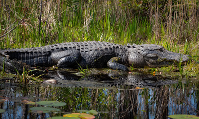 Gigantic American Alligator basking on canal at Okefenokee Wildlife Sanctuary in Georgia. 