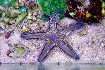 Mediterranean Sea sand Starfish - Astropecten spinulosus