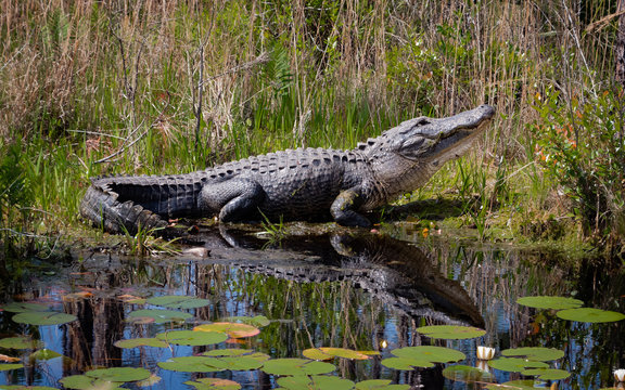 Large American alligator bellowing mating call at canal in Okefenokee wildlife refuge in Georgia. - Powered by Adobe