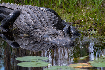 Gigantic American Alligator slipping into the canal at Okefenokee wildlife sanctuary.