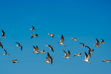 Obraz premium Black Skimmers flying over Jeckle Island Beach in coastal Georgia.