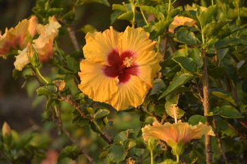 沖縄屈指の観光島　石垣島