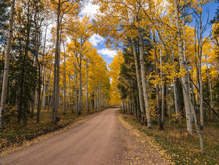 Changing aspens in Colorado Rocky Mountains