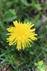 Dandelion flower blooming in early spring lawn